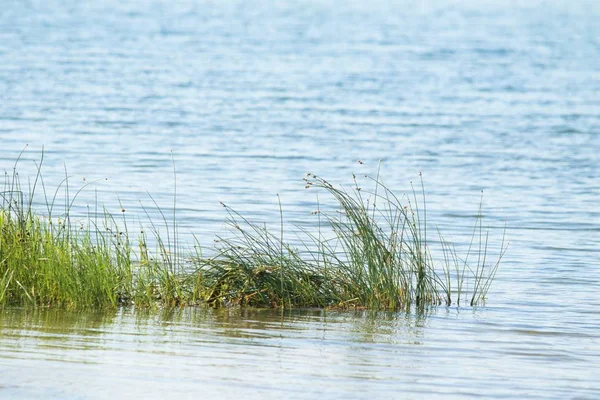 Rivier Plant Landschap Zomer — Stockfoto