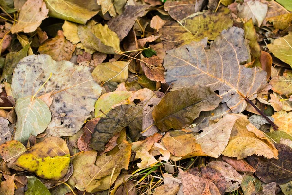 Fallen Gray Yellow Foliage Trees Background — Stock Photo, Image