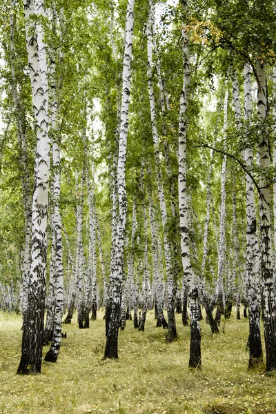 Birch Forest Summer Landscape — Stock Photo, Image