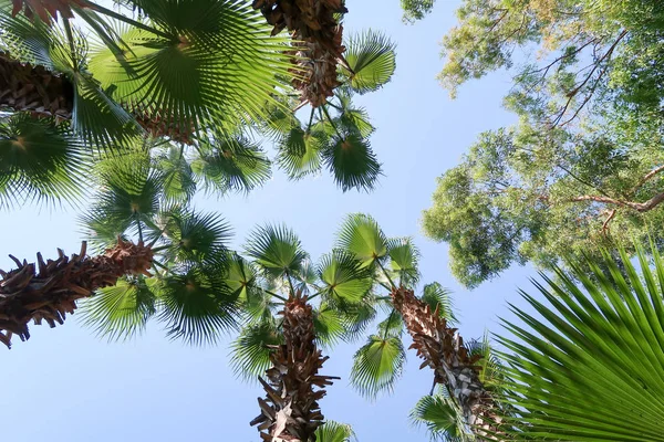 Palm Bomen Weergave Van Onderen Hemel — Stockfoto