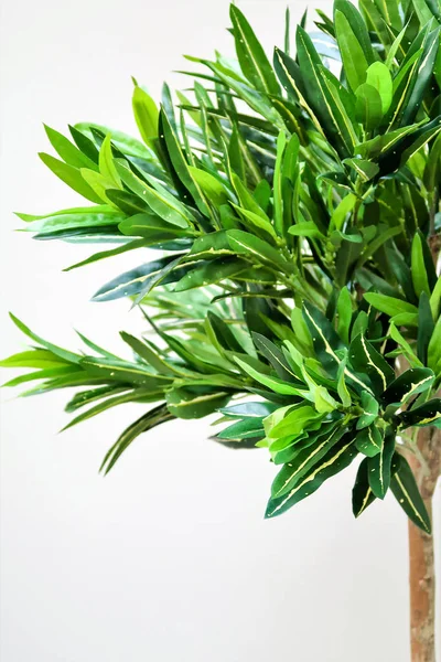 Green Plant Tree Interior — Stock Photo, Image