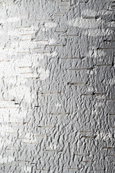 Coaja Mesteacan Textura Fundal — Fotografie, imagine de stoc