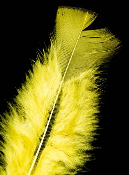 Plume Oiseau Colorée Sur Fond Noir — Photo