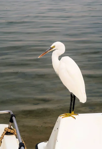 Velká Egret Ardea Alba — Stock fotografie