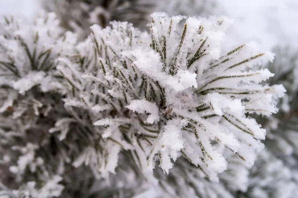 the snow on the needles of the fir trees close up