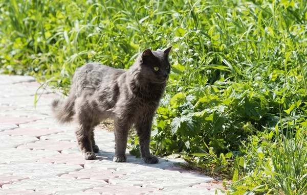 夏天的猫在户外散步 — 图库照片