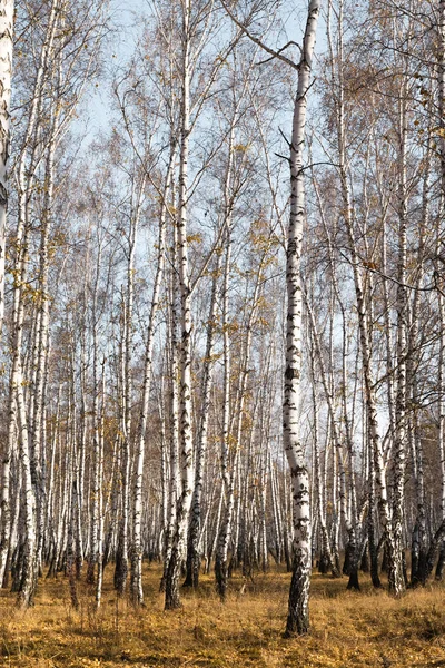 Foresta Betulle Autunnale Senza Foglie — Foto Stock