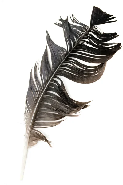 Bird Feather White Background — Stock Photo, Image