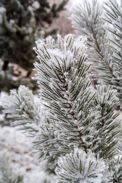 the snow on the needles of the fir trees close up