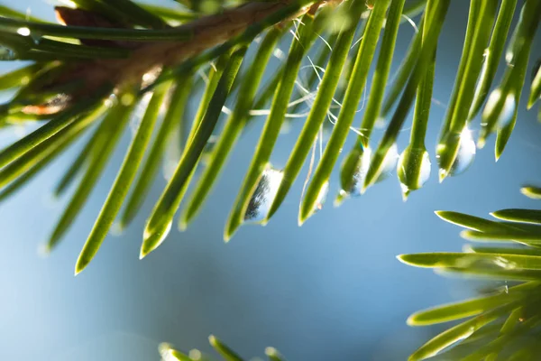 Spruce Green Water Drops Close — Stock Photo, Image