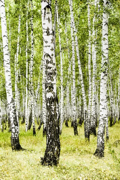 Birch Forest Summer Landscape — Stock Photo, Image