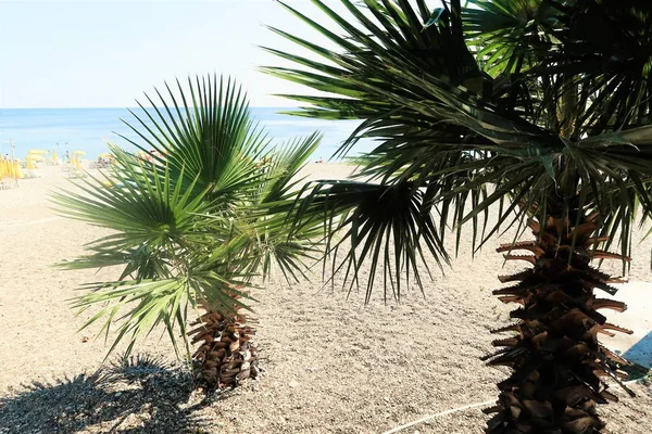 Palm Bomen Zee Landschap Zomer — Stockfoto