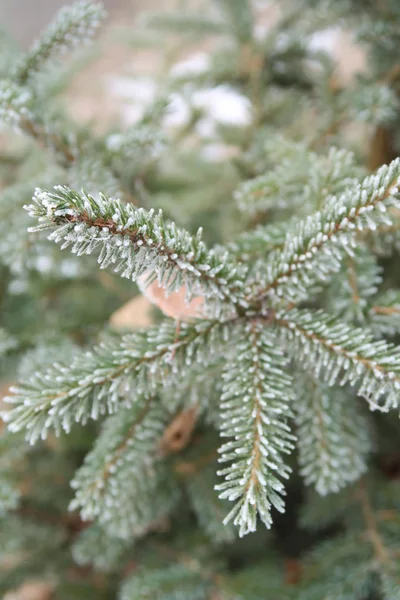 Spruce Needles Needles Close — Stock Photo, Image