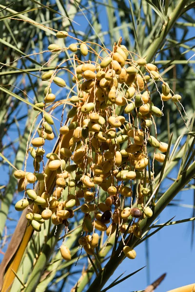 Date Gialle Paesaggio Albero — Foto Stock