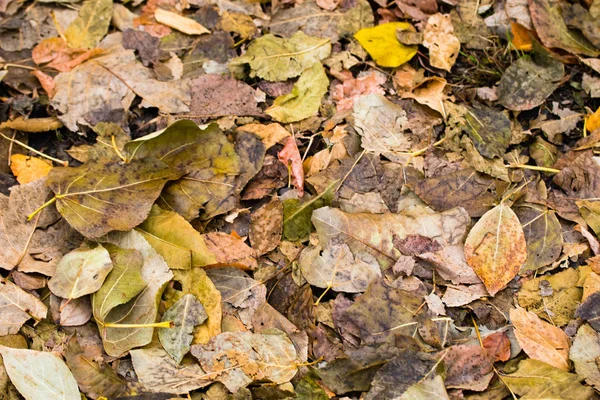 Fallen Gray Yellow Foliage Trees Background — Stock Photo, Image