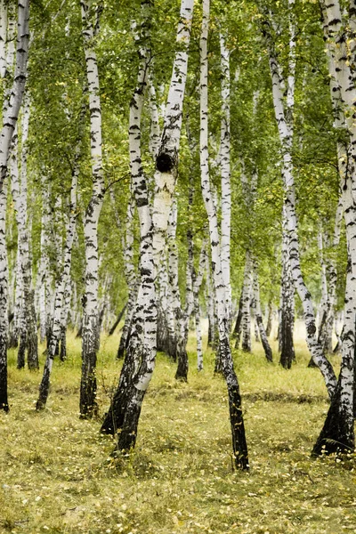 Φθινοπωρινό Τοπίο Δάσος Σημύδας — Φωτογραφία Αρχείου