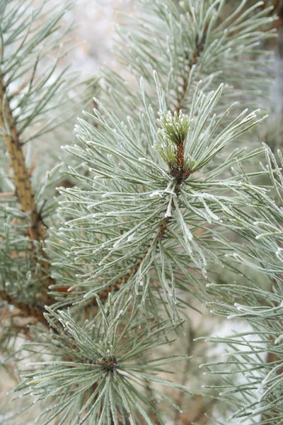 Spruce Needles Needles Close — Stock Photo, Image