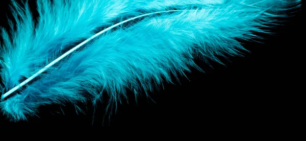 Colorful Bird Feather Black Background — Stock Photo, Image