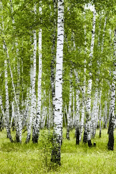 Huş Ağacı Orman Yaz Manzara — Stok fotoğraf