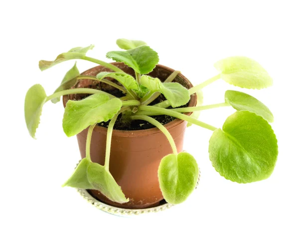 Зеленое Растение Горшке Изолированы Белом Фоне — стоковое фото