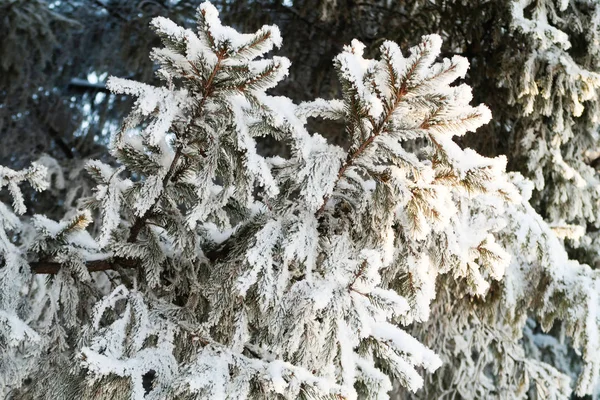 Pohon Cemara Musim Dingin Salju — Stok Foto