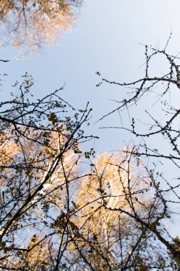 Aşağıdan gökyüzü görünümünde ağaç