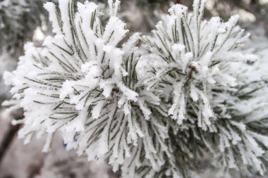 kar köknar ağaçlarının iğne üzerinde Kapat