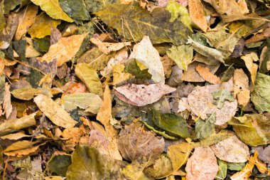 ağaçlar, arka plan gri düşen sarı yapraklar