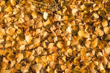 Sarı yapraklar yalan yere arka plan üzerine