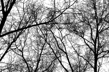 Beyaz arkaplanda ağaç dalları silueti