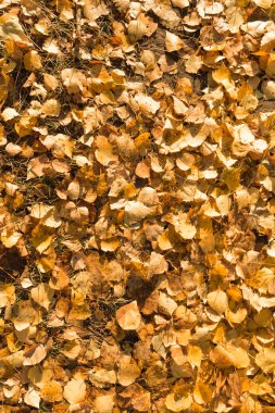 Sarı yapraklar yalan yere arka plan üzerine