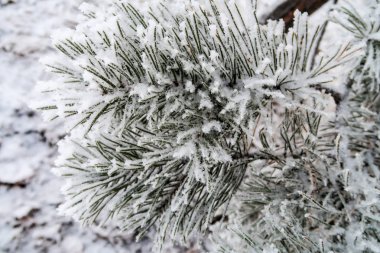kar köknar ağaçlarının iğne üzerinde Kapat