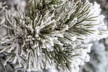 kar köknar ağaçlarının iğne üzerinde Kapat