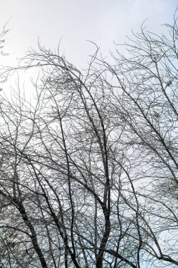 çıplak ağaçlar gökyüzüne karşı