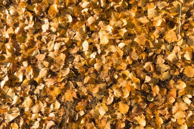 Sarı yapraklar yalan yere arka plan üzerine