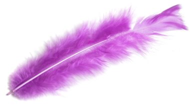 Beyaz arka plan üzerinde renkli kuş tüyü