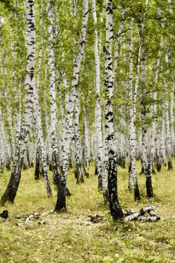 huş ağacı orman yaz manzara