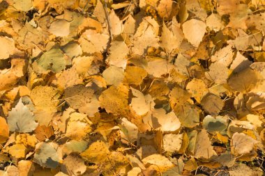 Sarı yapraklar yalan yere arka plan üzerine