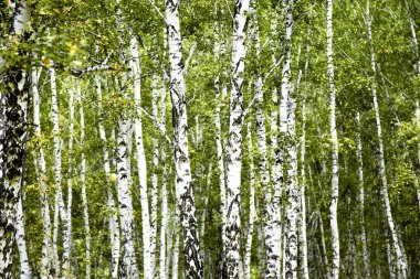 huş ağacı orman yaz manzara