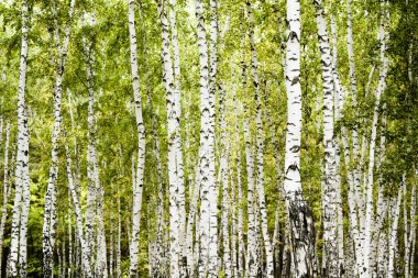 huş ağacı orman sonbahar manzara