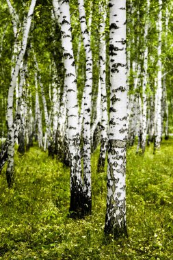 huş ağacı orman yaz manzara