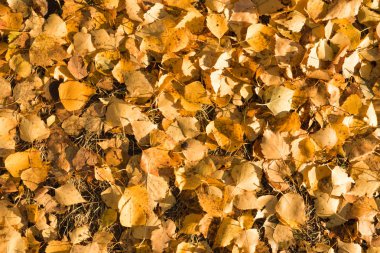 Sarı yapraklar yalan yere arka plan üzerine