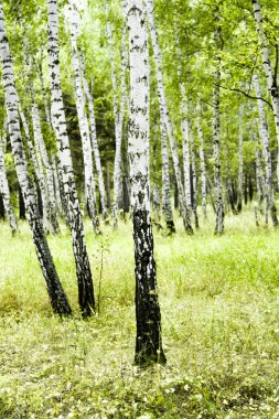 huş ağacı orman yaz manzara