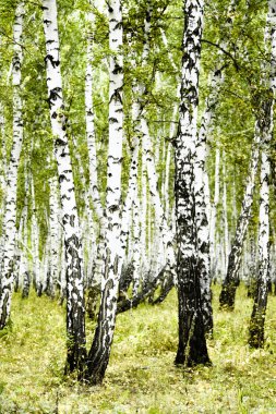 huş ağacı orman yaz manzara