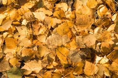 Sarı yapraklar yalan yere arka plan üzerine