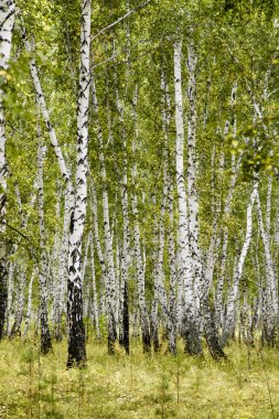 huş ağacı orman sonbahar manzara