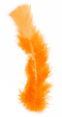 Beyaz arka plan üzerinde renkli kuş tüyü