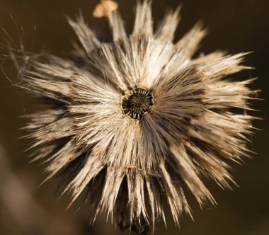 Kuru solmuş sonbahar deve dikeni