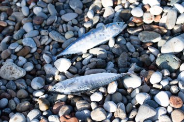 Çok çakıl renkli balık