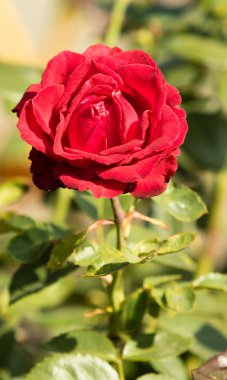 Çiçek gül manzara, yakın çekim görünümü